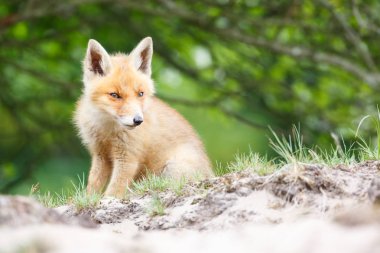 vahşi kızıl tilki yavrusu