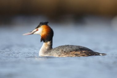 büyük tepeli batağan