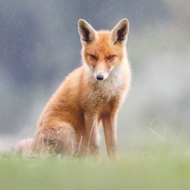 İki vahşi Kırmızı tilki yavrusu