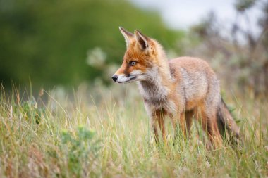 vahşi kızıl tilki yavrusu