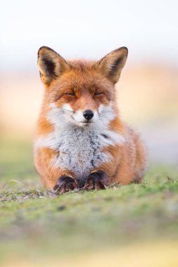 Vahşi kızıl tilki 