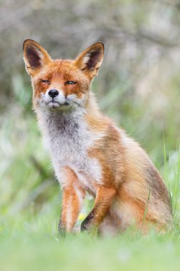 Vahşi kızıl tilki 