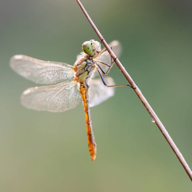 Kızböcekleri makro resmi