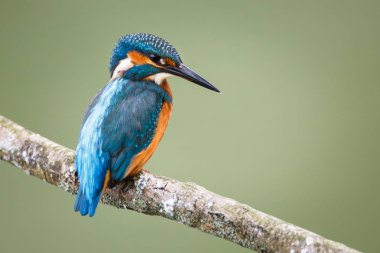 Daldaki Kingfisher Kuşu