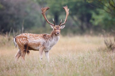 çiftleşme mevsiminde düşen geyik