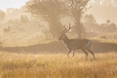 çiftleşme mevsiminde düşen geyik