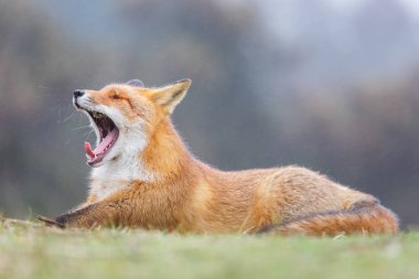 Vahşi kızıl tilki 