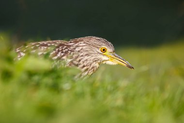 siyah taç gece balıkçılı