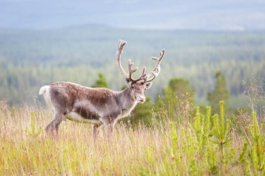 Açık havada güzel Ren geyiği