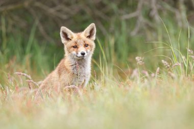 vahşi kızıl tilki yavrusu