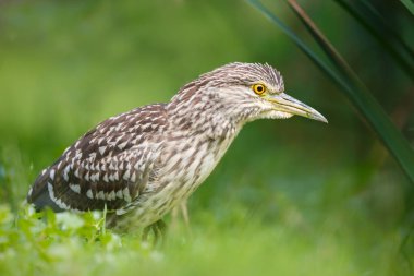 siyah taç gece balıkçılı