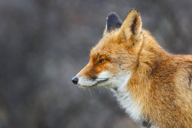 Vahşi kızıl tilki 