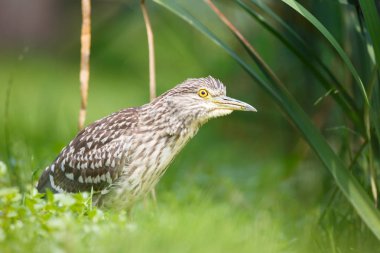 siyah taç gece balıkçılı