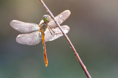 Kızböcekleri makro resmi