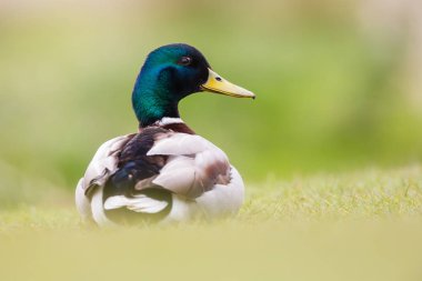 Yeşil çimenlerin üzerinde yaban ördeği
