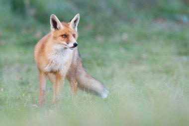vahşi kızıl tilki yavrusu