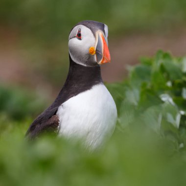 Atlantik martı kuşu 