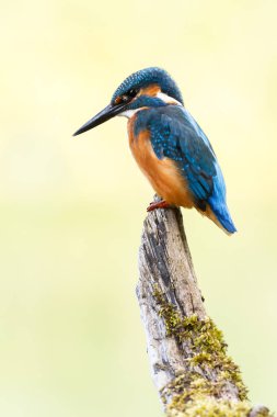 Daldaki Kingfisher Kuşu