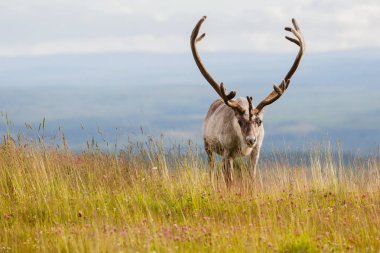 Açık havada güzel Ren geyiği