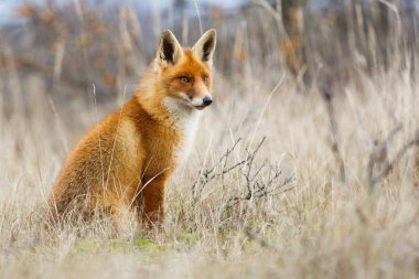 Vahşi kızıl tilki 