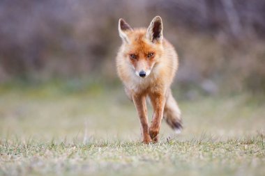 vahşi kızıl tilki yavrusu