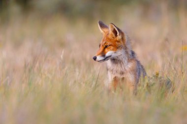 Vahşi kızıl tilki 