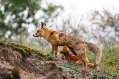 Red fox yavrularını ile