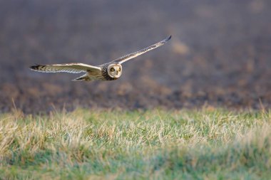 Kısa kulaklı baykuş sinek içinde