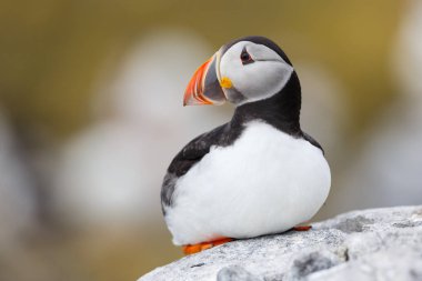 Martı kuş yakın çekim 