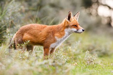 Vahşi kızıl tilki 