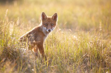 Vahşi kızıl tilki 