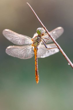 Kızböcekleri makro resmi
