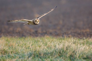Kısa kulaklı baykuş sinek içinde