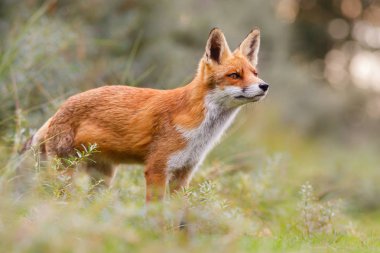 Vahşi kızıl tilki 