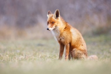 Vahşi kızıl tilki 