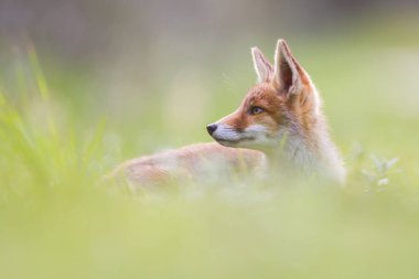 vahşi kızıl tilki yavrusu