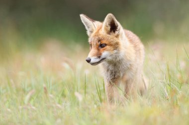 vahşi kızıl tilki yavrusu