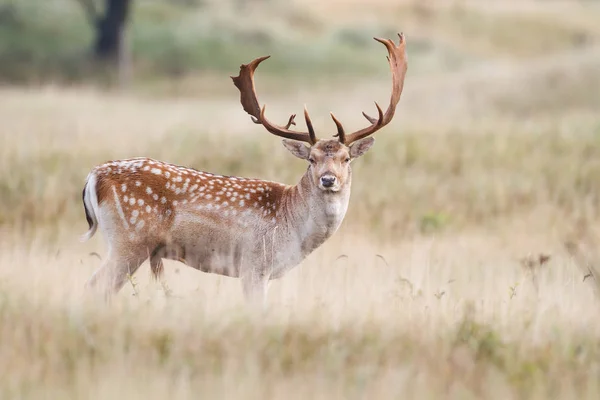 Cervos pousio durante a época de rutting — Fotografia de Stock