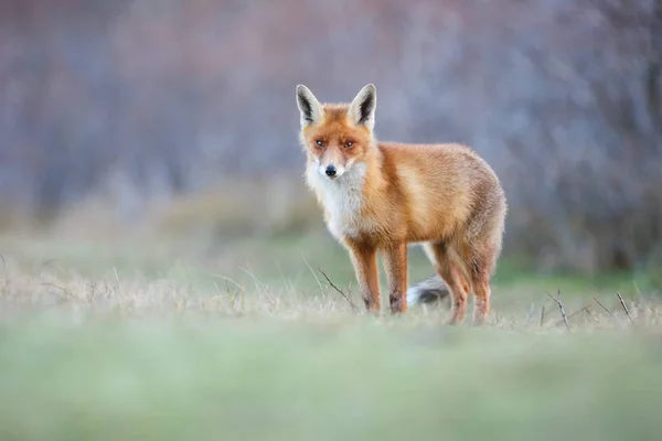 야생붉은 여우 — 스톡 사진