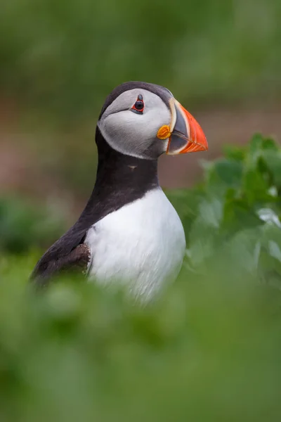 Atlantic puffin bird — Stock Photo, Image