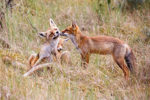 Dwie czerwone młode lisy — Zdjęcie stockowe