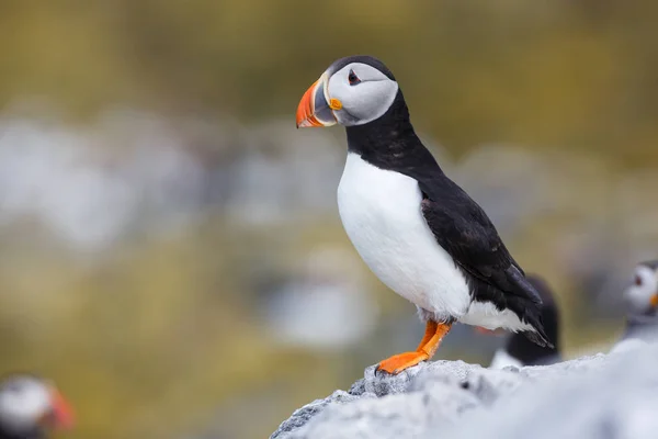 Πουλί Puffin κοντινό πλάνο — Φωτογραφία Αρχείου