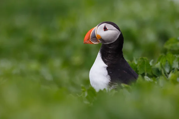 Ατλαντικού puffin πουλί — Φωτογραφία Αρχείου