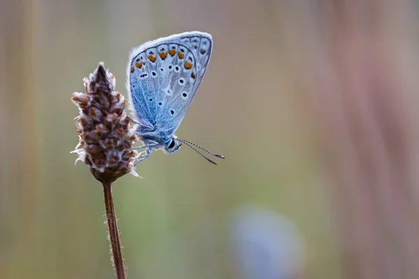 Borboleta azul comum — Fotografia de Stock