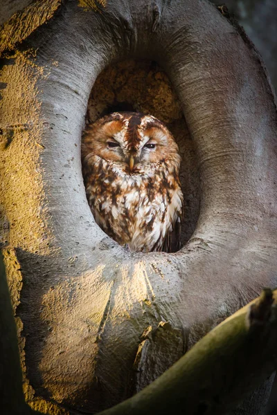 Tawny búho en hueco — Foto de Stock