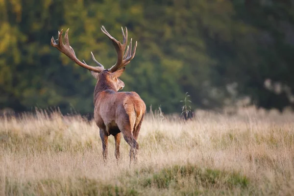 Червоний олень оленя — стокове фото