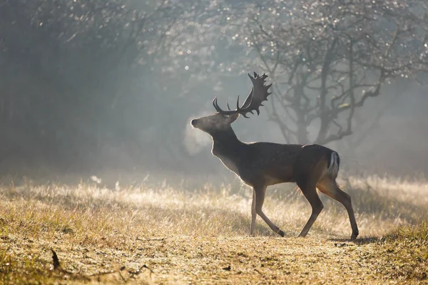 Fallow deer during the rutting season — Stock Photo, Image