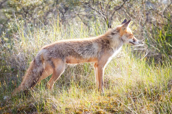 Wild red fox — Stock Photo, Image