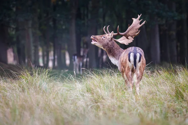 Rytande dovhjort — Stockfoto