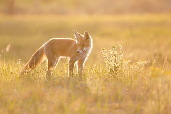 Rode vos op de natuur — Stockfoto